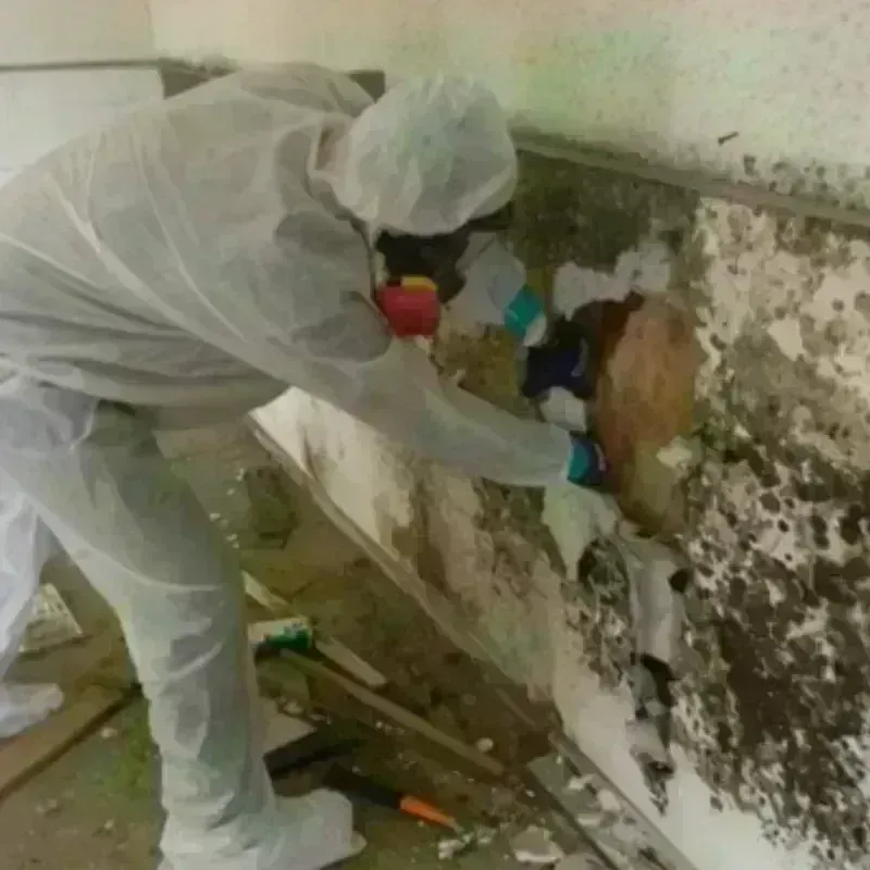 Mold Remediation and Removal in Semmes, AL